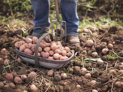If you want an organic vegan garden, so that you can grow all of your own vegan essentials, you cannot use just any fertilizer. How to Grow Organic Potatoes in Your Garden