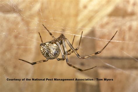 A 'black widow's web is very clear you will be able to see it it mosltly will be in your corner. Slideshow: Spotlight on Spiders in the U.S.