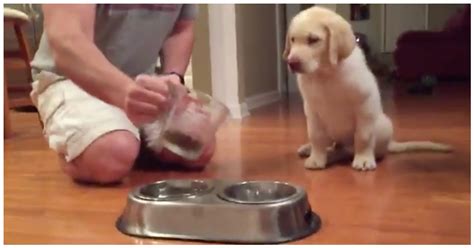 Here's a handy and simple tip to help stop your dog from being fussy. Dad Pours Food For Puppy, But Dog Won't Eat Without ...