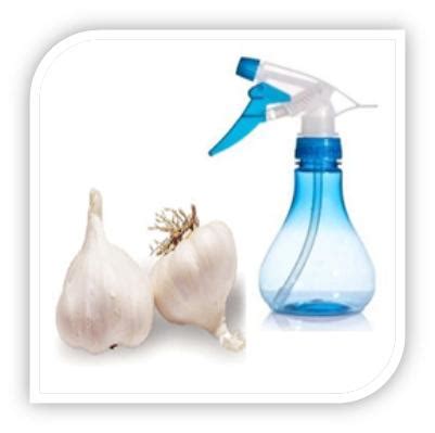 How much garlic you use depends on how concentrated you want your spray. How to Make Garlic Garden Spray