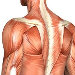 Muscles of the back can be divided into superficial, intermediate, and deep group. Upper Back Workouts