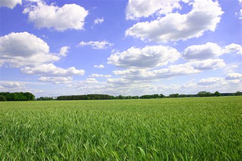 Konvertieren von dateien mit dem bildprozessor. Datei:Roggenfeld mit Himmel.jpg - Wikipedia