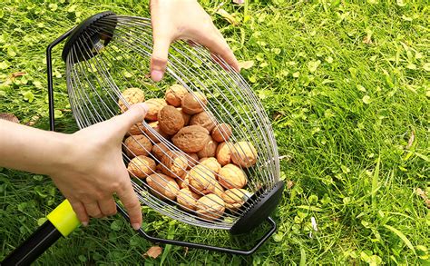 We would like to show you a description here but the site won't allow us. Amazon.com : ORIENTOOLS Nut Gatherer, Garden Rolling Nut Harvester, Picks up Balls, Pecans, Crab ...