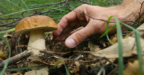 Trovati funghi porcini a 2440 metri - laRegione