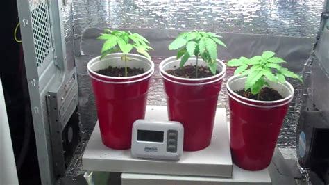 It didn't take long to find customers for the first boxes and through a lot of contact with users we soon found ways to improve the box. homemade pc grow box:white widow - YouTube