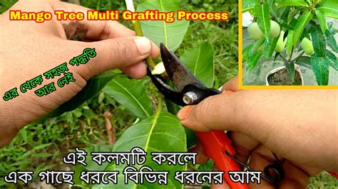 Steps in grafting the mango. Mango Tree Multi Grafting method/ আম গাছে কলম করার সবচেয়ে ...