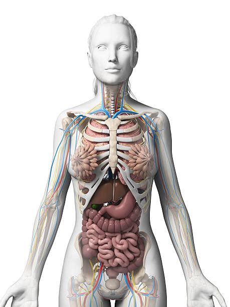The photo of internal organs is on the women`s body against gray background, viscera on human. Best Female Anatomy Stock Photos, Pictures & Royalty-Free ...