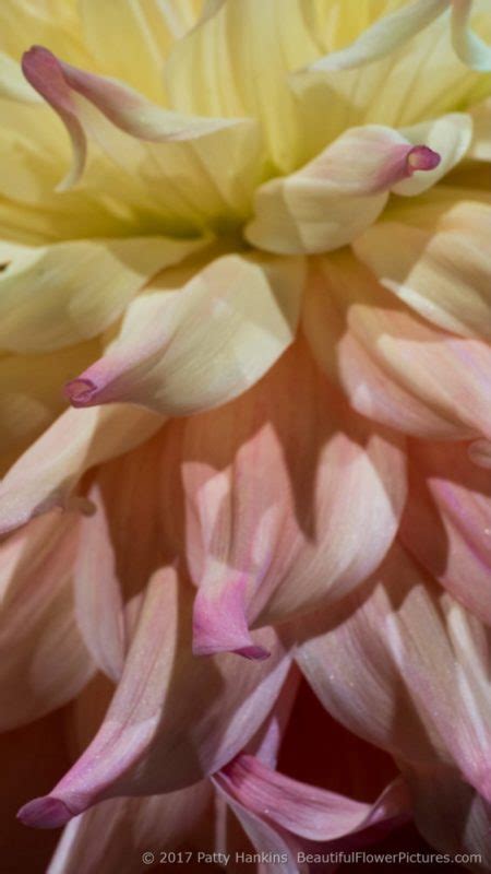 Beautiful bouquets, blooming buds, flickering flower magic. Dazzling Dahlia 2017 Part 3 :: Beautiful Flower Pictures Blog