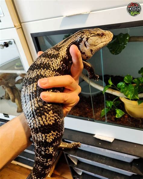 Blue tongue skinks are up and coming as pets. Pin by Sarah Jespersen on Best Fit Reptiles (With images ...