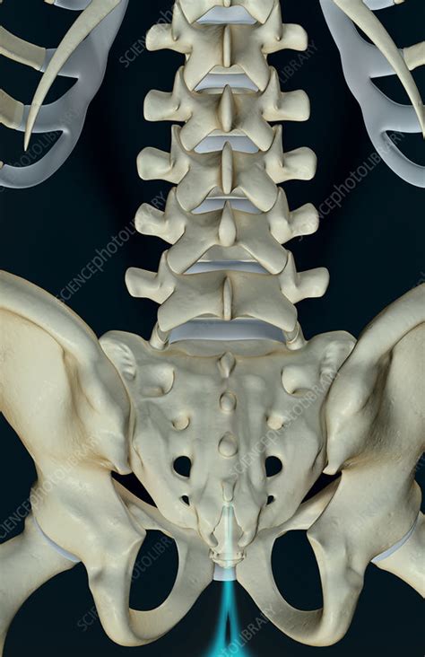 The bad back bones 6 feet down, released 24 march 2012 1. The bones of the lower back - Stock Image - F001/5480 - Science Photo Library
