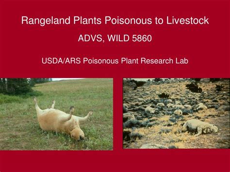 Some herbicides provide a high degree of control of certain species; PPT - Rangeland Plants Poisonous to Livestock PowerPoint ...