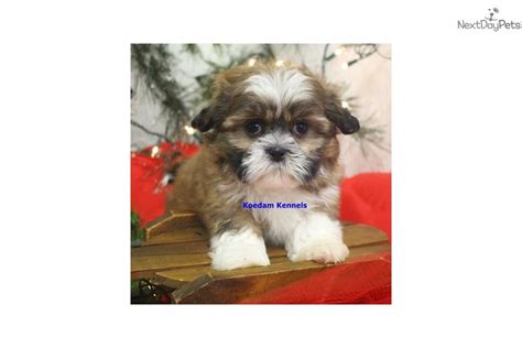 Puppiesinabox believes that i should do everything i have been breeding quality, shih tzu furbabies for over 25 years now. Twinkle: Shih Tzu puppy for sale near Sioux City, Iowa. | 1fd922ae-2111