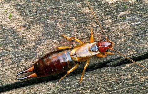 Do earwigs really go in your ear? How to Control Earwigs in Your Garden and Keep Them From ...