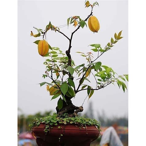 Carambola growing in the florida home landscape. horticultural sciences department, uf/ifas extension. Star Fruit Tree Seed AVERRHOA carambola Tropical Seeds