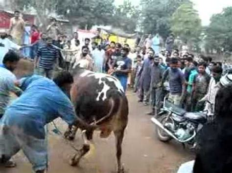 Angry camel attacked and killed his owner in rajasthan, india. 2014 Dangerous Cows Qurbani Clips Collection | FunnyDog.TV