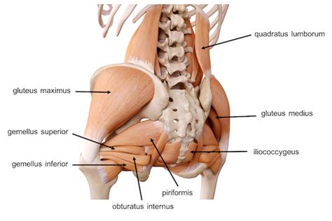 The pelvis is the lower portion of the trunk, located between the abdomen and the lower limbs. Pelvis Hip Anatomy