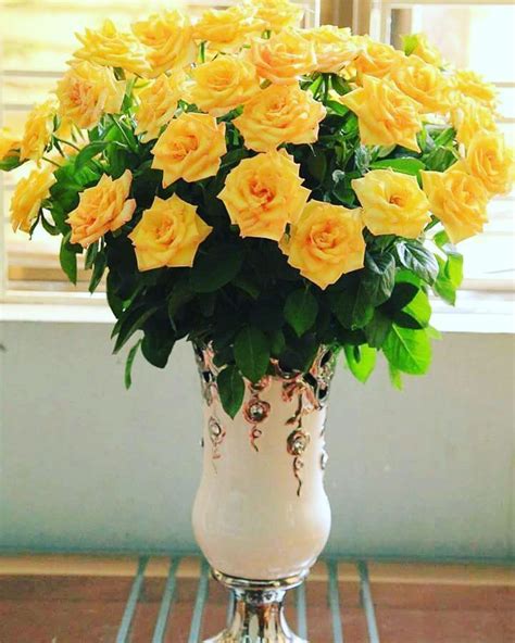 In this article, we take a look at 2017's 10 best flowers that transform a room and embody the sentiments of a beautiful. Instagram post by Flowers & plants beautiful • Aug 15 ...