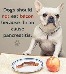 Can cats eat sausages and spam? Is Bacon Safe for Dogs to Eat? | Dogs, Pet care, Your dog