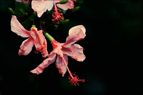 Maybe you would like to learn more about one of these? Dancing in the Dark | My old faithful weeping hibiscus. I ...