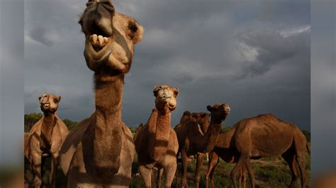 It was running normally till day before yesterday. Camel Country Number
