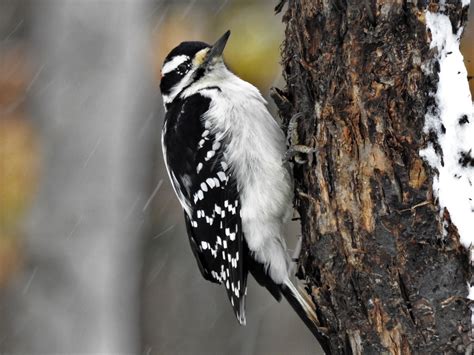 Hairy Woodpecker - BirdWatching