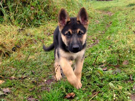 Get a boxer, husky, german shepherd, pug, and more on kijiji, canada's #1 local black german shepherds in dogs & puppies for rehoming in ontario. 7 Facts About The German Shepherd - Animalso