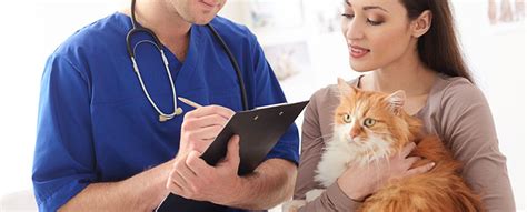 We offer flexible reimbursement options to meet your. Cat and Kitten Insurance Plans 101