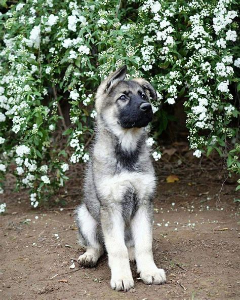 Feel free to browse classifieds placed by german shepherd dog breeders in pa and the surrounding areas. German Shepherd - Strong And Loyal | Sable german shepherd ...