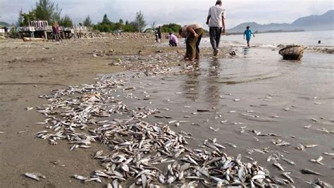 Itu berarti anda usaha anda akan 7. Arti Mimpi Melihat Banyak Ikan Mati