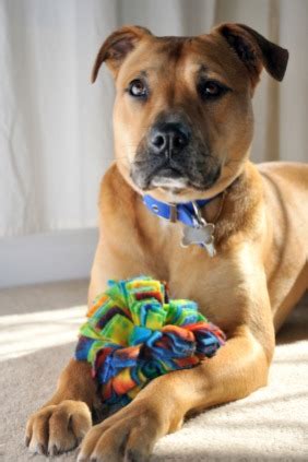 So, how do you select the best toys for pitbulls? Pitbull Toys - Know which ones are the absolute best!
