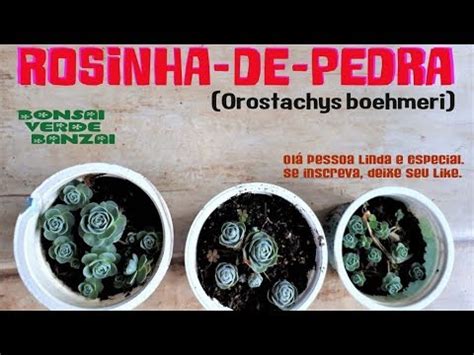 Informações e dicas de cultivo da suculenta rosa de pedra. ROSINHA-DE-PEDRA (Orostachys boehmeri), ECHEVERIAE-PÊNDULA ...