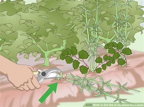 See full list on solutionsstores.com How to Get Rid of Japanese Knotweed: 10 Steps (with Pictures)