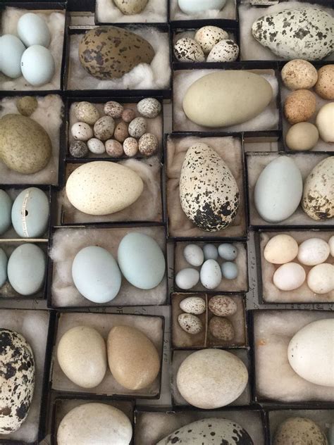 Great savings & free delivery / collection on many items. My collection of bird eggs. | Bird eggs, Egg art ...