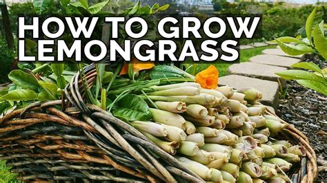 Interestingly, you can grow them in containers as annuals in colder regions. How to Grow Lemongrass and Propagate it FOREVER - YouTube ...