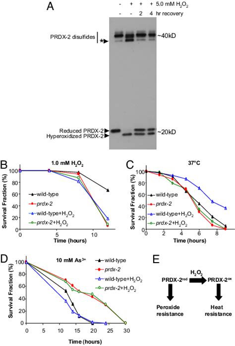 Verticillium (verticillium dahliae kleb.) wilt is one of the most devastating diseases affecting olive (olea europaea l. PRDX-2 is sensitive to hydrogen peroxide-induced oxidation ...