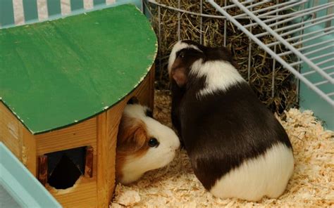 There is a comparatively smaller fecal matter coming from the baby guinea pigs in relation to the adults. How Often Should You Clean Guinea Pig Cage?