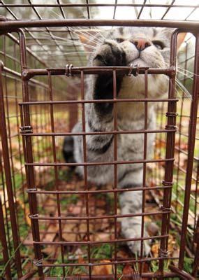 If trapping and transportation is not possible, see if there is a vet who does house visits, and i have been taking care of feral cats at my home for 5 years now and have successfully adopted 3 of them inside. Trap-Neuter-Return (TNR) is a non-lethal, three-step ...