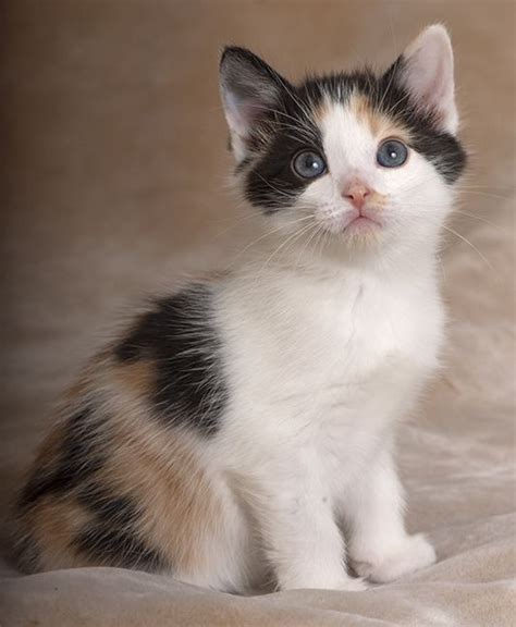 Whether you want to adopt a playmate or a snuggle buddy, the cats and kittens for adoption from cat are ready to join your family. Kittens For Adoption Chicago