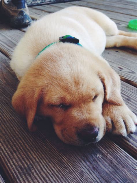 Celebrating the magic of puppies and encouraging adoption, spaying and neutering. Miley the Yellow Lab from Tennessee | Cute animals, Cute ...