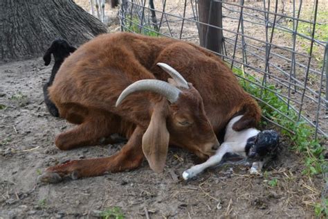 How long is the gestation period for a cow? Goat Pregnancy & Birth: All You Need to Know About Goat ...