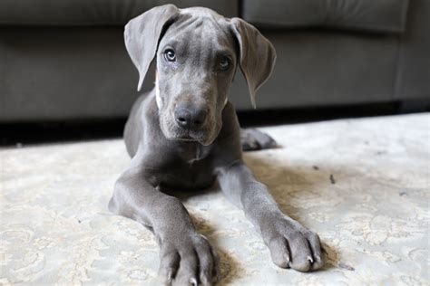 Stay updated about blue great dane puppies for sale. Blue Great Dane puppy (With images) | Blue great dane ...