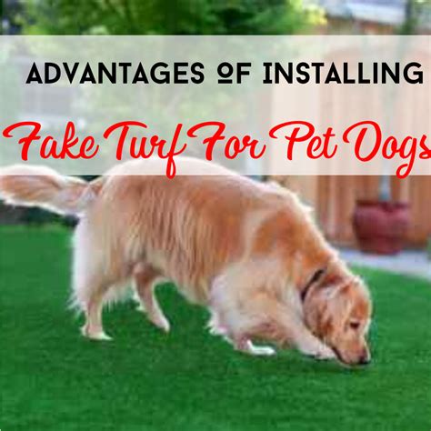 Aside from shopping supplies and food, you can book grooming, veterinary checkups, training, and more. Advantages Of Installing Fake Turf For Pet Dogs in 2020 ...