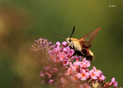 Hummelschwärmer — hummelschwärmer, hemaris fucifọrmis, zu den schwärmern gestellter, etwa 4 cm spannender, am tage fliegender schmetterling, kommt v. Auch ein Hummelschwärmer ....... Foto & Bild | tiere ...