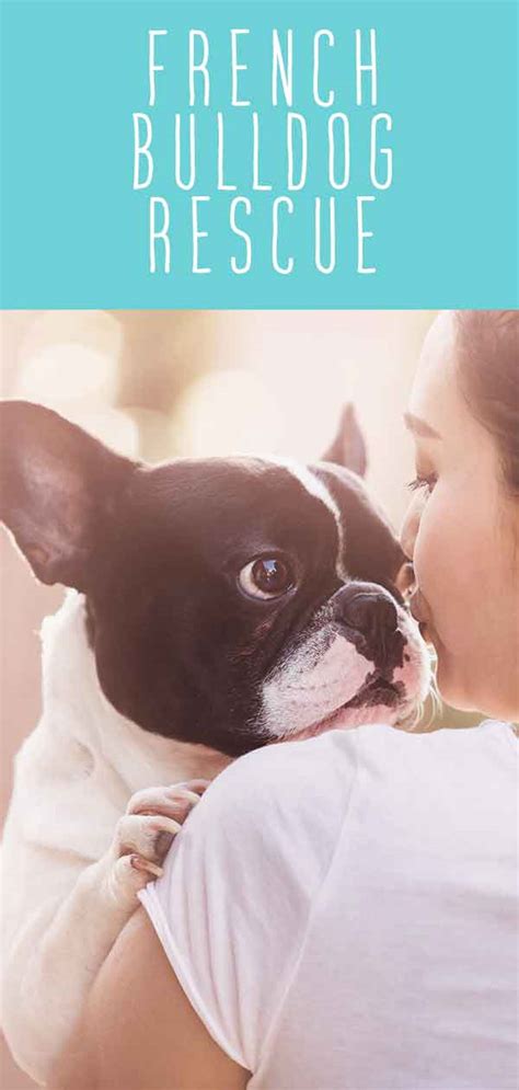 Supporting education, welfare and french bulldog rescue in ontario, quebec and the atlantic provinces of canada. French Bulldog Rescue - Helping You Find Your Perfect Frenchie