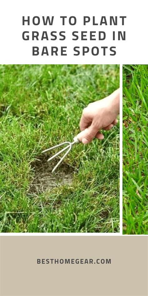 Plant a new lawn in the spring or fal. How To Plant Grass Seed In Bare Spots | Planting grass ...