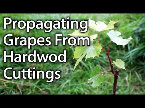 The first attempt to use pathogens to destroy pest insects was. How to Propagate Grape Vines from Hardwood Cuttings ...