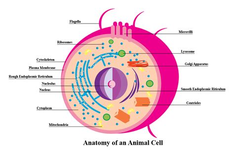 Both plant and animal cells are surrounded by a cell membrane composed of lipids and proteins. Animal Cell Infographic on Behance