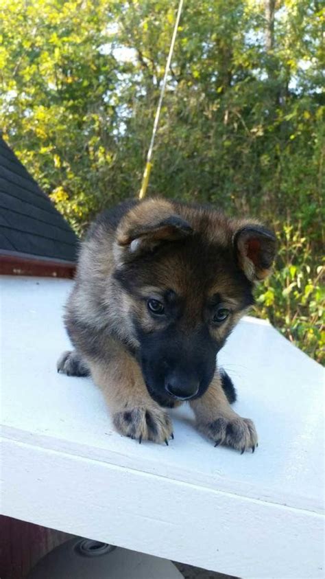 German owned and operated kennel with over twenty years experience. German Shepherd Puppies For Sale | Pittsburgh, PA #244950
