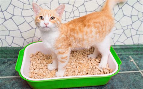 There are many good hypoallergenic and limited ingredient foods for cats in specialty pet stores and from pet food retailers online. Some References of the Best Hypoallergenic Cat Litter ...