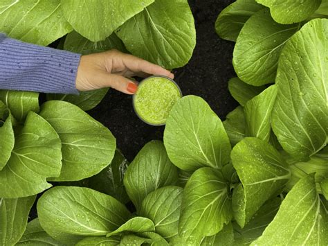 It's also pronounced as nai yau bak choi in cantonese and the chinese word translates to 'milk oil white veggie' or 'cream. Bok Choy Green Smoothie With Pak Choi - Food Pharmacy